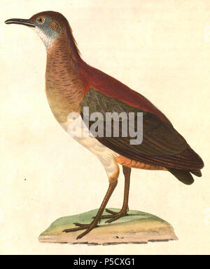 N/A. Anglais : " Tinamus vermiculatus "  = Crypturellus undulatus (Ondulait Tinamou) - adulte English : " Tinamus vermiculatus "  = Crypturellus undulatus (Tinamou vermiculé) - adulte . 1838. Nicolas Huet (1770-1830) Noms alternatifs, Nicolas II Huet ; Nicolas Huet le plus petit, Nicolas Huet II ; Nicolas Le jeune Français Description Huet peintre, illustrateur et graveur Date de naissance/décès 1770 26 décembre 1830 Lieu de naissance Paris contrôle d'autorité : Q3340421 VIAF:95590486 ISNI:0000 0000 7064 7628 ULAN:500117124:138988412 GND Jean Gabriel Prêtre (1768-1849) Description Banque D'Images