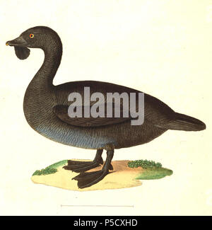 N/A. Anglais : " Hydrobates lobatus "  = Biziura lobata (canard musqué) - vieille homme Français : " Hydrobates lobatus "  = Biziura lobata (érismature à barbillons) - vieux mâle . 1838. Nicolas Huet (1770-1830) Noms alternatifs, Nicolas II Huet ; Nicolas Huet le plus petit, Nicolas Huet II ; Nicolas Le jeune Français Description Huet peintre, illustrateur et graveur Date de naissance/décès 1770 26 décembre 1830 Lieu de naissance Paris contrôle d'autorité : Q3340421 VIAF:95590486 ISNI:0000 0000 7064 7628 ULAN:500117124:138988412 GND Jean Gabriel Prêtre (1768-1849) Description L'artiste suisse D Banque D'Images