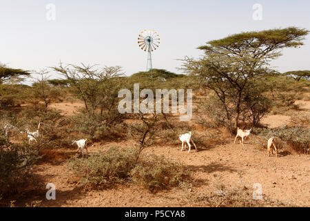 Les éleveurs de chèvres dans le paysage sec de ville de province à Isiolo. Pendant des années, le nord du Kenya a été souffrant particulièrement du manque d'eau. Banque D'Images