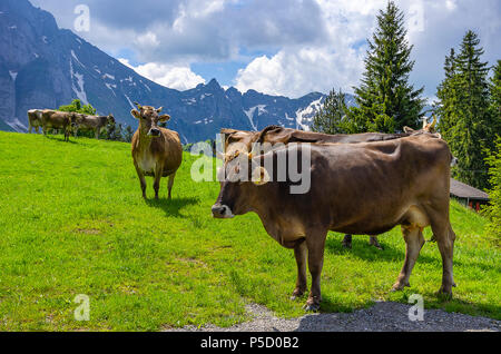 Les vaches avec les étiquettes d'oreille correctement fixé sur une prairie de montagne dans les Alpes Suisses près de Urnäsch et Schwägalp, canton Appenzell Rhodes-Extérieures, Suisse. Banque D'Images