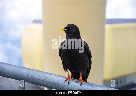 Une étude de l'Alpine chough sur le Säntis dans les Alpes, dans le nord-est de l'Appenzell Suisse. Banque D'Images
