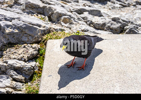 Une étude de l'Alpine chough sur le Säntis dans les Alpes, dans le nord-est de l'Appenzell Suisse. Banque D'Images