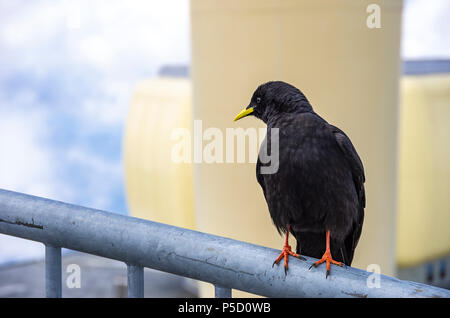 Une étude de l'Alpine chough sur le Säntis dans les Alpes, dans le nord-est de l'Appenzell Suisse. Banque D'Images