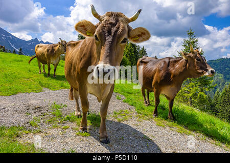 Les vaches avec les étiquettes d'oreille correctement fixé sur une prairie de montagne dans les Alpes Suisses près de Urnäsch et Schwägalp, canton Appenzell Rhodes-Extérieures, Suisse. Banque D'Images