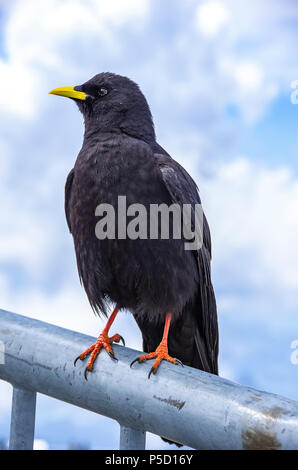 Une étude de l'Alpine chough sur le Säntis dans les Alpes, dans le nord-est de l'Appenzell Suisse. Banque D'Images