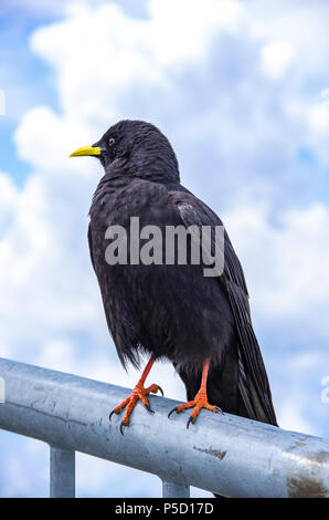 Une étude de l'Alpine chough sur le Säntis dans les Alpes, dans le nord-est de l'Appenzell Suisse. Banque D'Images