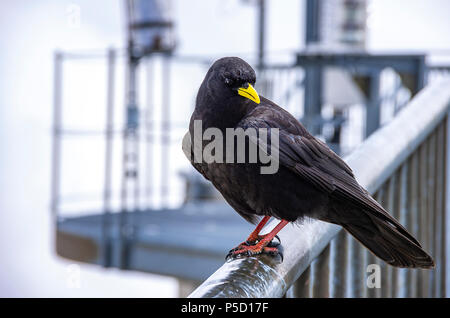 Une étude de l'Alpine chough sur le Säntis dans les Alpes, dans le nord-est de l'Appenzell Suisse. Banque D'Images