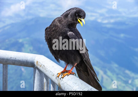 Une étude de l'Alpine chough sur le Säntis dans les Alpes, dans le nord-est de l'Appenzell Suisse. Banque D'Images