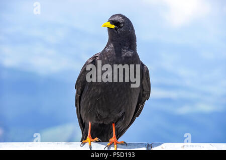 Une étude de l'Alpine chough sur le Säntis dans les Alpes, dans le nord-est de l'Appenzell Suisse. Banque D'Images
