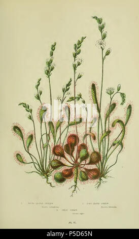 N/A. English : 'les plantes à fleurs, d'herbes, de carex et de fougères de Grande-bretagne', Volume 1 de 6, plaque 35 . 1855. Anne Pratt (1806-1893), William Dickes (1815-1892) 480 Drosera00 Banque D'Images