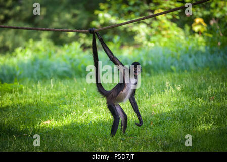 Portrait du singe araignée de Geoffroy Banque D'Images