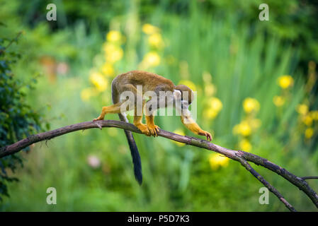 Singe-écureuil commun marche sur une branche d'arbre Banque D'Images