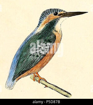 N/A. Anglais : " Alcedo ispida Alcedo atthis ispida "  = (sous-espèce de Kingfisher commun) English : " Alcedo ispida Alcedo atthis ispida "  = (sous-espèce de Martin-pêcheur d'Europe) . 1832. Heinrich von Kittlitz (1799-1874) Noms alternatifs Kittlitz Description explorateur allemand, naturaliste, officier et illustrator Date de naissance/Décès 16 Février 1799 10 avril 1874 Lieu de naissance/mort Wrocaw Mayence contrôle d'autorité : Q62794 VIAF:79504674 ISNI:0000 0001 2029 290X RCAC:nr99012310:Botaniste Kittlitz Bibliothèque ouverte:OL5341135A 77 WorldCat Alcedo atthis ispida 1832 Banque D'Images