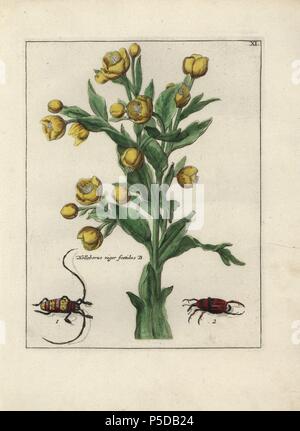 L'hellébore fétide helleborus foetidus, Niger, et les coléoptères. Gravure sur cuivre coloriée de botanique 'Nederlandsch Bloemwerk" (Dutch Flower Arrangements), Amsterdam, J.B. Elwe, 1794. L'artiste de l'amende les plateaux est un mystère : le titre bouquet a la signature de Paul Theodor van Brussel (1754-1795), le peintre de fleurs, et un 'drawn de auricula est la vie" par A. Bres. Selon Hunt, 30 planches montrent l'influence de la célèbre artiste Français Nicolas Robert (1614-1685). Banque D'Images