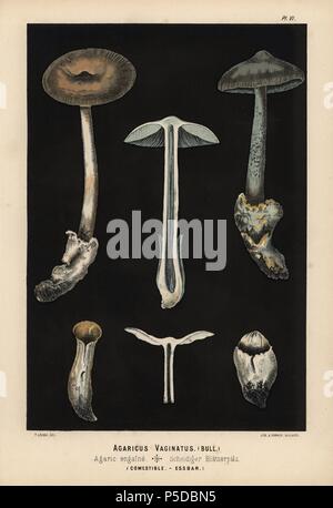 Grisette, Amanita vaginata, Agaricus vaginatus, agarics engaine, comestibles. Chromolithographie d'une illustration par Fritz Leuba de 'Les champignons comestibles et les especes vénéneuses avec lesquelles ils may etre' (ménages formés uniquement de champignons comestibles et les espèces toxiques Il ne faut pas les confondre avec), Delachaux et Niestle, Neuchâtel, Suisse, 1890, lithographiée par H. Furrer. Fritz Leuba (1848-1910) était un mycologue et artiste de Neuchâtel, Suisse. Banque D'Images