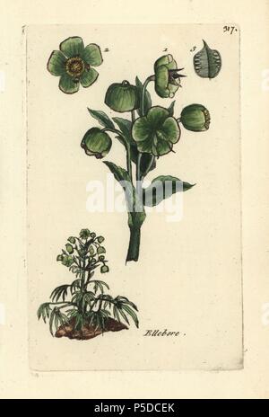 L'hellébore fétide helleborus foetidus,. Coloriée dessinée botanique et gravé par Pierre Brisson de son propre 'Flora Parisiensis," 1776, Paris, P. F. Didot. Pierre Brisson (1752-1793) était un célèbre botaniste français, pionnier de la trois-couleurs-plaque d'impression. Son introduction aux fleurs de Paris inclus 640 plantes. Banque D'Images