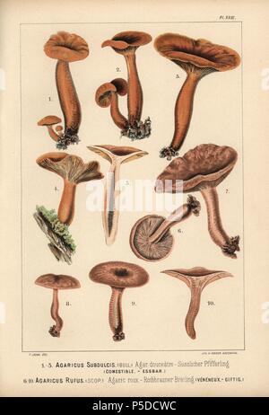 Lactarius subdulcis milkcap, doux, de l'Agaricus, subdulcis douceatre, agarics comestibles, et le milkcap, Lactarius rufus rufus, Agaricus agaric, roux, toxiques. Chromolithographie par C. Krause d'une illustration par Fritz Leuba de 'Les champignons comestibles et les especes vénéneuses avec lesquelles ils may etre' (ménages formés uniquement de champignons comestibles et les espèces toxiques Il ne faut pas les confondre avec), Delachaux et Niestle, Neuchâtel, Suisse, 1890, lithographiée par H. Furrer. Fritz Leuba (1848-1910) était un mycologue et artiste de Neuchâtel, Suisse. Banque D'Images