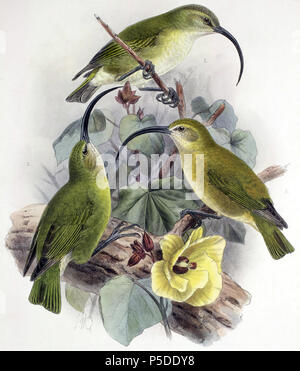 N/A. 1&2. Illustration de Maui Nui Plus Akialoa (Hemignathus Akialoa lanaiensis) ( ) à partir de l'avifaune des Albatros de Laysan par Lionel Walter Rothschild, 2e baron Rothschild (8 février 1868 - 27 août 1937) par John Gerrard Keulemans (1842-1912) (d'oiseaux néerlandais illustrator), qui a été publié à partir de 1893--1900. Entre 1893 et 1900. John Gerrard Keulemans (1842-1912) Alternative Names Johannes Gerardus Keulemans ; J. G. Keulemans ornithologue néerlandais Description et l'artiste Date de naissance/décès 8 Juin 1842 29 décembre 1912 Lieu de naissance/décès Rotterdam London Authority control : Q1335286 VIAF Banque D'Images