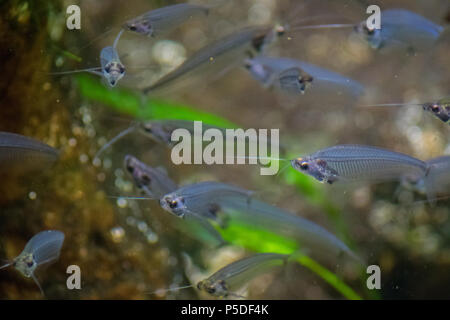 Dans l'aquarium poisson guppy Banque D'Images