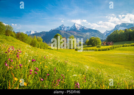 Belle vue sur le paysage de montagne alpin idyllique de fleurs de prairies et snowcapped mountain peaks sur une belle journée ensoleillée avec ciel bleu au printemps Banque D'Images