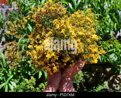 Mains tenant chers ou hypericum perforatum herbe Banque D'Images