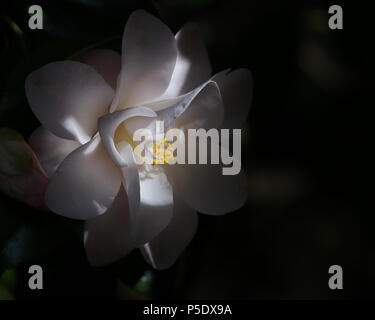 Camelia japonica en fleurs soleil Banque D'Images