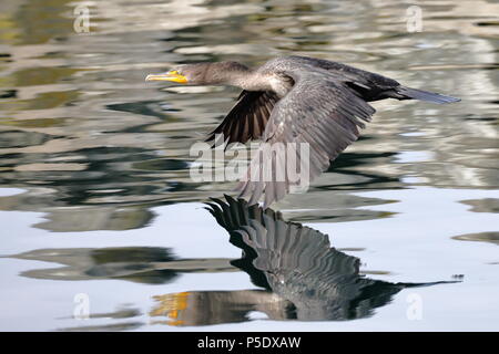 Cormoran à aigrettes en vol Banque D'Images