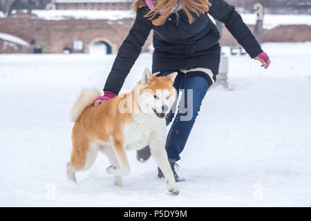 Femme jouant avec son chien akita japonais dans la neige. Banque D'Images