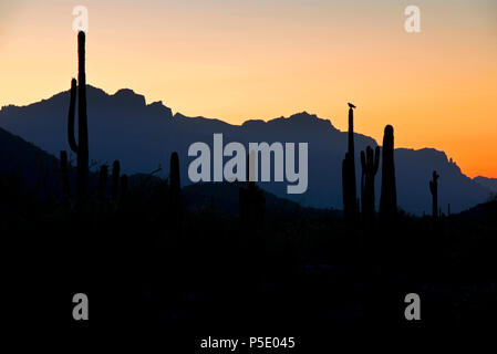 Un harris hawk montres pour jeu à partir de son perché au sommet d'un cactus Saguaro comme le soleil se lève sur les montagnes de la superstition à Mesa, Arizona. Banque D'Images