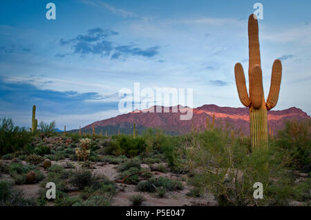 La face ouest de la montagne Usery brille dans la lumière chaude d'un soleil couchant en Usery Mountain Regional Park, Mesa, Arizona. Banque D'Images