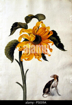 N/A. Anglais : Peinture du tournesol (Helianthus annuus) . 1682. Le maréchal Alexander (c.1620-1682) 81 maréchal Alexander00 Banque D'Images