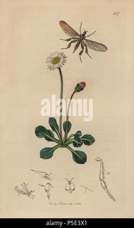 Rhamphomyia pennata, Rhamphomyia barbata, couvre-jambes Dancing Fly avec daisy commun, Bellis perennis. Dessiné et gravé sur cuivre coloriée par John Curtis pour son propre 'British Entomology, illustrations et descriptions des genres d'insectes trouvés en Grande-Bretagne et l'Irlande, Londres, 1834. Curtis (1791 - 1862) était un entomologiste, illustrateur, graveur et éditeur. Entomologie 'british' a été publiée de 1824 à 1839 et était composé de 770 illustrations d'insectes et les plantes sur lesquelles elles se trouvent. Banque D'Images