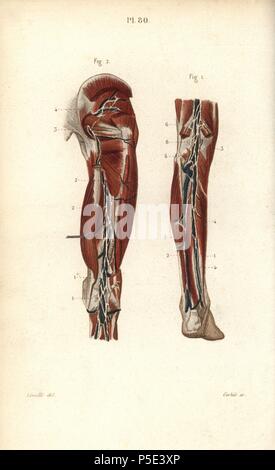 Des ganglions et des vaisseaux dans l'arrière de la jambe. Gravure coloriée par Corbie d'un dessin par Leveille du Dr Joseph Nicolas Masse's 'Petit Atlas complet d'Anatomie descriptive du corps humain", Paris, 1864, publié par Mequignon-Marvis. Masse 'Pocket l'anatomie du corps humain' a été publié pour la première fois en 1848 et a connu plusieurs éditions. Banque D'Images