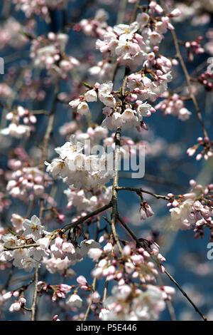 Cerise Rose Fleurs Banque D'Images