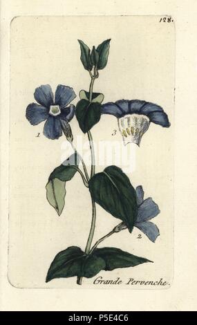 Une plus grande pervenche, Vinca major. Coloriée dessinée botanique et gravé par Pierre Brisson de son propre 'Flora Parisiensis," 1776, Paris, P. F. Didot. Pierre Brisson (1752-1793) était un célèbre botaniste français, pionnier de la trois-couleurs-plaque d'impression. Son introduction aux fleurs de Paris inclus 640 plantes. Banque D'Images