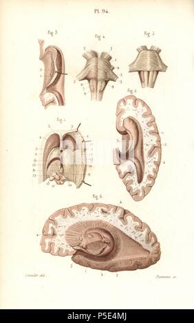 Cerveau, Pons, le bulbe rachidien, glande pinéale, etc. coloriée à la gravure sur acier par Davesne d'un dessin par Leveille du Dr Joseph Nicolas Masse's 'Petit Atlas complet d'Anatomie descriptive du corps humain", Paris, 1864, publié par Mequignon-Marvis. Masse 'Pocket l'anatomie du corps humain' a été publié pour la première fois en 1848 et a connu plusieurs éditions. Banque D'Images