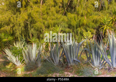 AGroup of blue agava plantes en jardin tropical contre pin. Banque D'Images