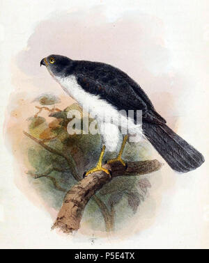 N/A. Anglais : " Accipiter francesiae granai "  = Accipiter pusillus (sous-espèce de l'Europe) de Frances Joanna Island English : " Accipiter francesiae granai "  = Accipiter pusillus (sous-espèce de Épervier de Frances) de Joanna Island . 1864. Joseph Wolf (1820-1899) Noms alternatifs Matthias Wolf ; Joseph Wolff ; Josef Wolf ; Matthias Wolff artiste allemand Description Date de naissance/Décès 21 Janvier 1820 20 avril 1899 Lieu de naissance/décès Mörz, Allemagne lieu de travail Londres London Authority control : Q1708274 VIAF:54950825 ISNI:0000 0000 8384 0531 ULAN:500006240 RCAC:n8000 Banque D'Images