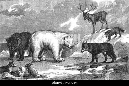 N/A. Anglais : Illustration des animaux de l'Arctique à partir de la narration de la découverte et l'aventure dans les régions polaires (1830), par Sir John Lesley, Robert Jameson, et Hugh Murray. 1830. Graveur inconnu 121 animaux de l'Arctique régions polaires Banque D'Images