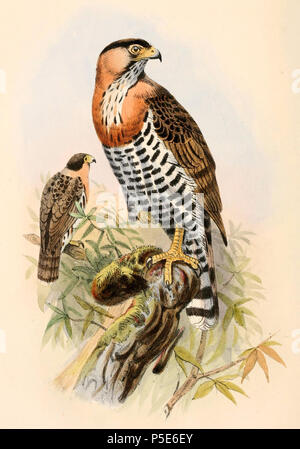 N/A. Anglais : " Accipiter pectoralis "  = Accipiter poliogaster (gris-bellied Hawk) - Les jeunes Français : " Accipiter pectoralis "  = Accipiter poliogaster (Autour à ventre gris) - jeune . 1861. Joseph Wolf (1820-1899) Noms alternatifs Matthias Wolf ; Joseph Wolff ; Josef Wolf ; Matthias Wolff artiste allemand Description Date de naissance/Décès 21 Janvier 1820 20 avril 1899 Lieu de naissance/décès Mörz, Allemagne lieu de travail Londres London Authority control : Q1708274 VIAF:54950825 ISNI:0000 0000 8384 0531 ULAN:500006240 RCAC:n:NLA80006277 36115701 WorldCat ou John Jennens 56 polio Accipiter Banque D'Images