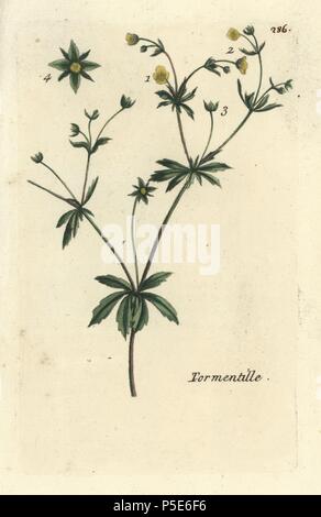 Tormentille, Potentilla erecta. Coloriée dessinée botanique et gravé par Pierre Brisson de son propre 'Flora Parisiensis," 1776, Paris, P. F. Didot. Pierre Brisson (1752-1793) était un célèbre botaniste français, pionnier de la trois-couleurs-plaque d'impression. Son introduction aux fleurs de Paris inclus 640 plantes. Banque D'Images