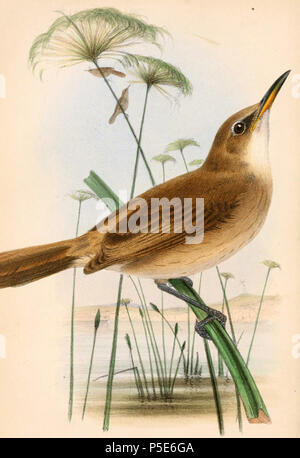 N/A. Anglais : " Acrocephalus stentoreus stentorius "  = Acrocephalus (Rousserolle bruyant) English : " Acrocephalus stentorius Acrocephalus stentoreus "  = La Cordée des Alpes (Stentor) . 1864. Joseph Wolf (1820-1899) Noms alternatifs Matthias Wolf ; Joseph Wolff ; Josef Wolf ; Matthias Wolff artiste allemand Description Date de naissance/Décès 21 Janvier 1820 20 avril 1899 Lieu de naissance/décès Mörz, Allemagne lieu de travail Londres London Authority control : Q1708274 VIAF:54950825 ISNI:0000 0000 8384 0531 ULAN:500006240 RCAC:n:NLA80006277 36115701 57 WorldCat ou John Jennens Acrocephalus sten Banque D'Images
