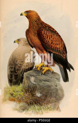 N/A. Anglais : " Aquila rapax naevioides "  = Aquila (Aigle) English : " Aquila rapax naevioides "  = Aquila (Aigle ravisseur) . 1865. Joseph Wolf (1820-1899) Noms alternatifs Matthias Wolf ; Joseph Wolff ; Josef Wolf ; Matthias Wolff artiste allemand Description Date de naissance/Décès 21 Janvier 1820 20 avril 1899 Lieu de naissance/décès Mörz, Allemagne lieu de travail Londres London Authority control : Q1708274 VIAF:54950825 ISNI:0000 0000 8384 0531 ULAN:500006240 RCAC:n:NLA80006277 36115701 116 Aquila rapax 1865 WorldCat Banque D'Images