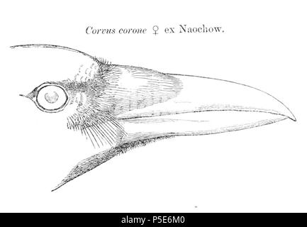 N/A. Anglais : " Corvus corone "  = Corvus corone (Corneille) - chef français : " Corvus corone "  = Corvus corone (Corneille noire) - tête . 1870. Robert (Swinhoe 1836-1877) Noms alternatifs Description Swinhoe, biologiste britannique, ornithologue, naturaliste, zoologiste, entomologiste et ichthyologue Date de naissance/décès 1 Septembre 1836 28 octobre 1877 Lieu de naissance/décès Calcutta London Authority control : Q468149 VIAF:27460884 ISNI:0000 0000 7146 5834 RCAC:n:Botaniste2009066735 Oxford Swinhoe Dict.:38460 382 Corvus corone 1870 WorldCat Banque D'Images