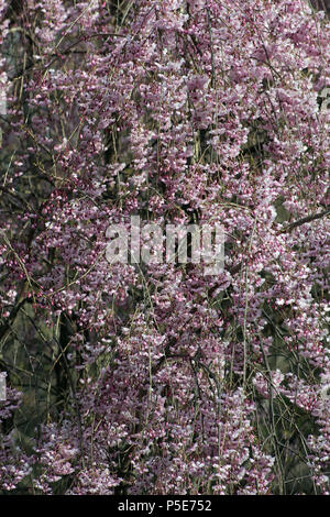 Weeping cherry (Prunus subhirtella) Banque D'Images