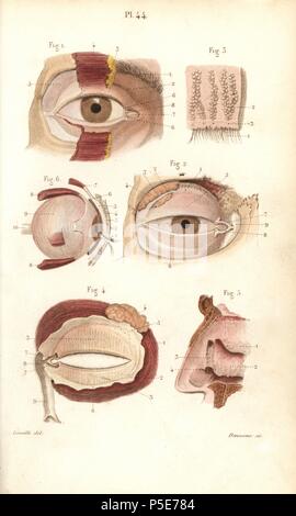 Sections de l'oeil et la cavité nasale. Gravure sur acier par Davesne coloriée d'un dessin par Leveille du Dr Joseph Nicolas Masse's 'Petit Atlas complet d'Anatomie descriptive du corps humain", Paris, 1864, publié par Mequignon-Marvis. Masse 'Pocket l'anatomie du corps humain' a été publié pour la première fois en 1848 et a connu plusieurs éditions. Banque D'Images