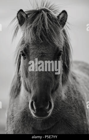 Photographie noir et blanc d'un cheval islandais Banque D'Images