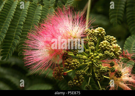 Arbre en fleurs de soie de Perse Banque D'Images