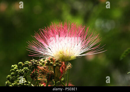 Arbre en fleurs de soie de Perse Banque D'Images