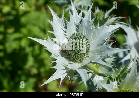 Holly mer Eryngium eryngium, pousse dans un jardin clos formelle, East Riding of Yorkshire, Angleterre, RU, FR. Banque D'Images